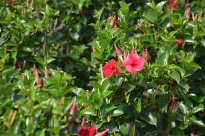 Dipladenia