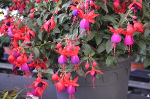 Fuchsia