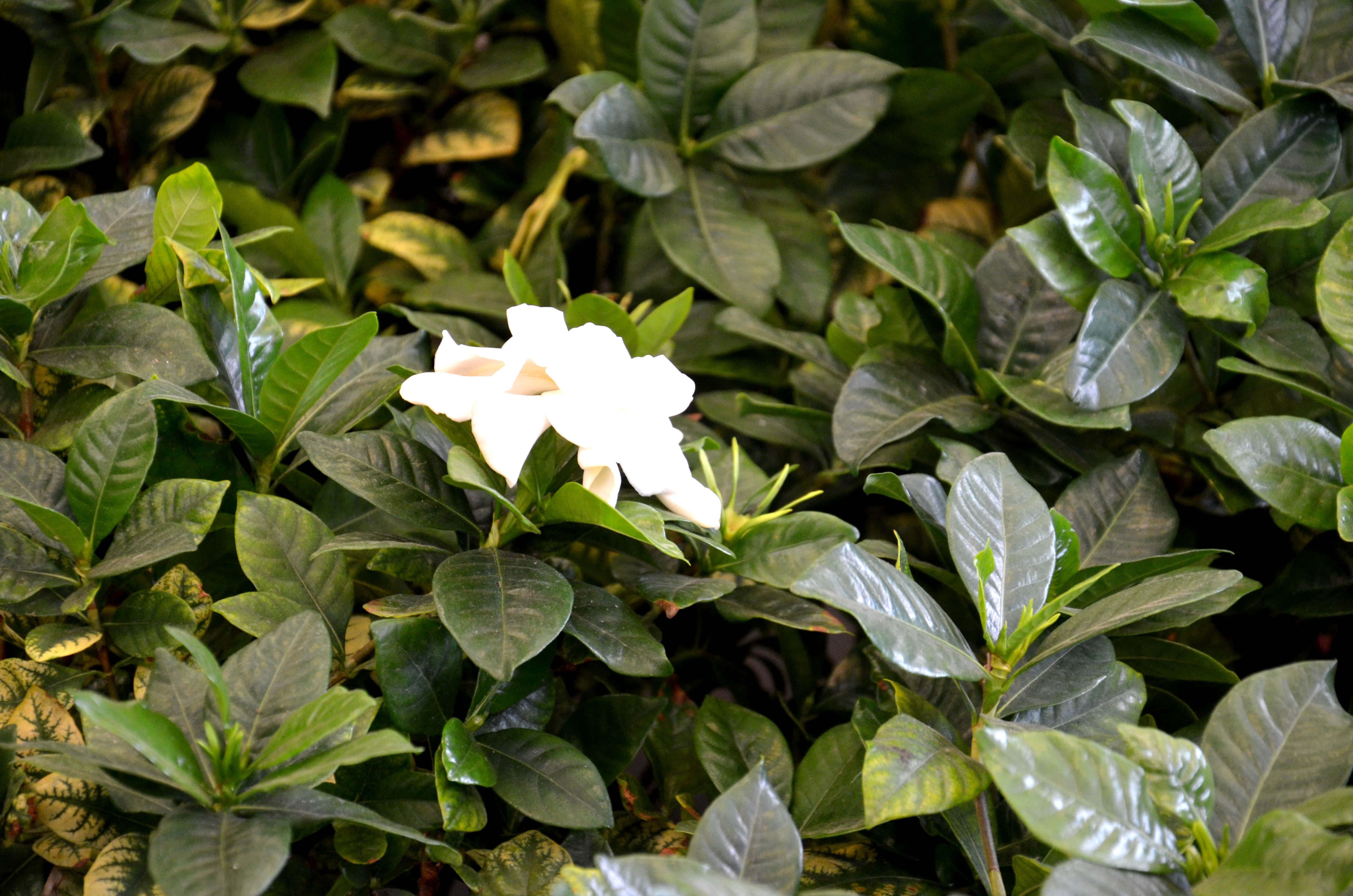 Gardenia