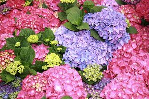 Hortensia