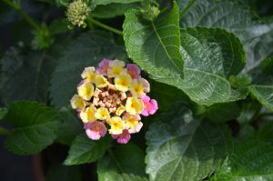 Lantana Camara