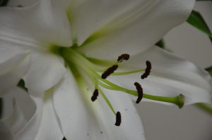 Lilium