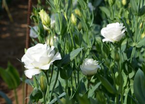 Lisianthus blanc