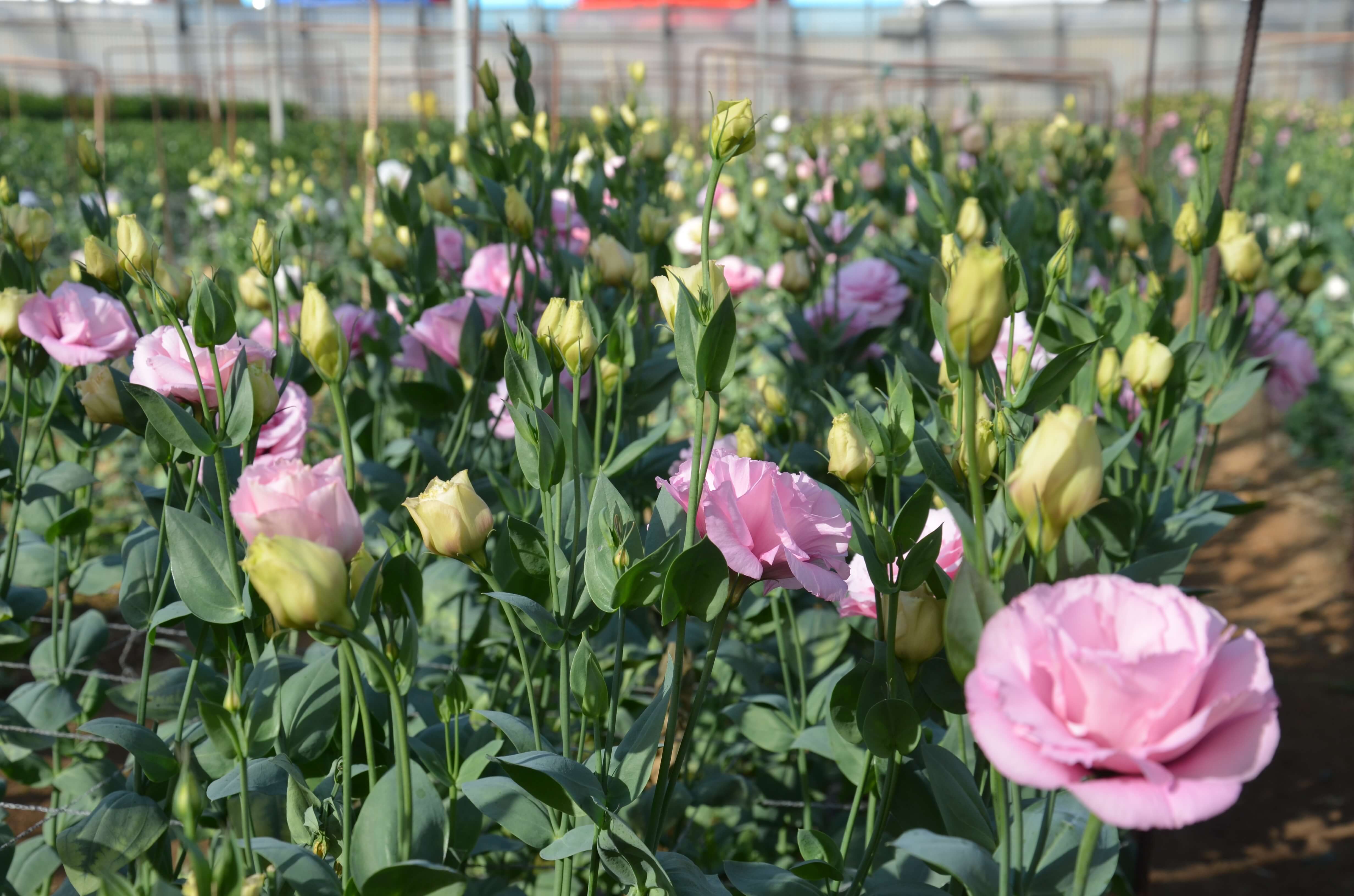 Lisianthus rosa