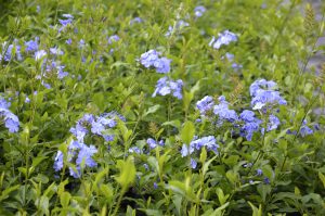 Plumbago